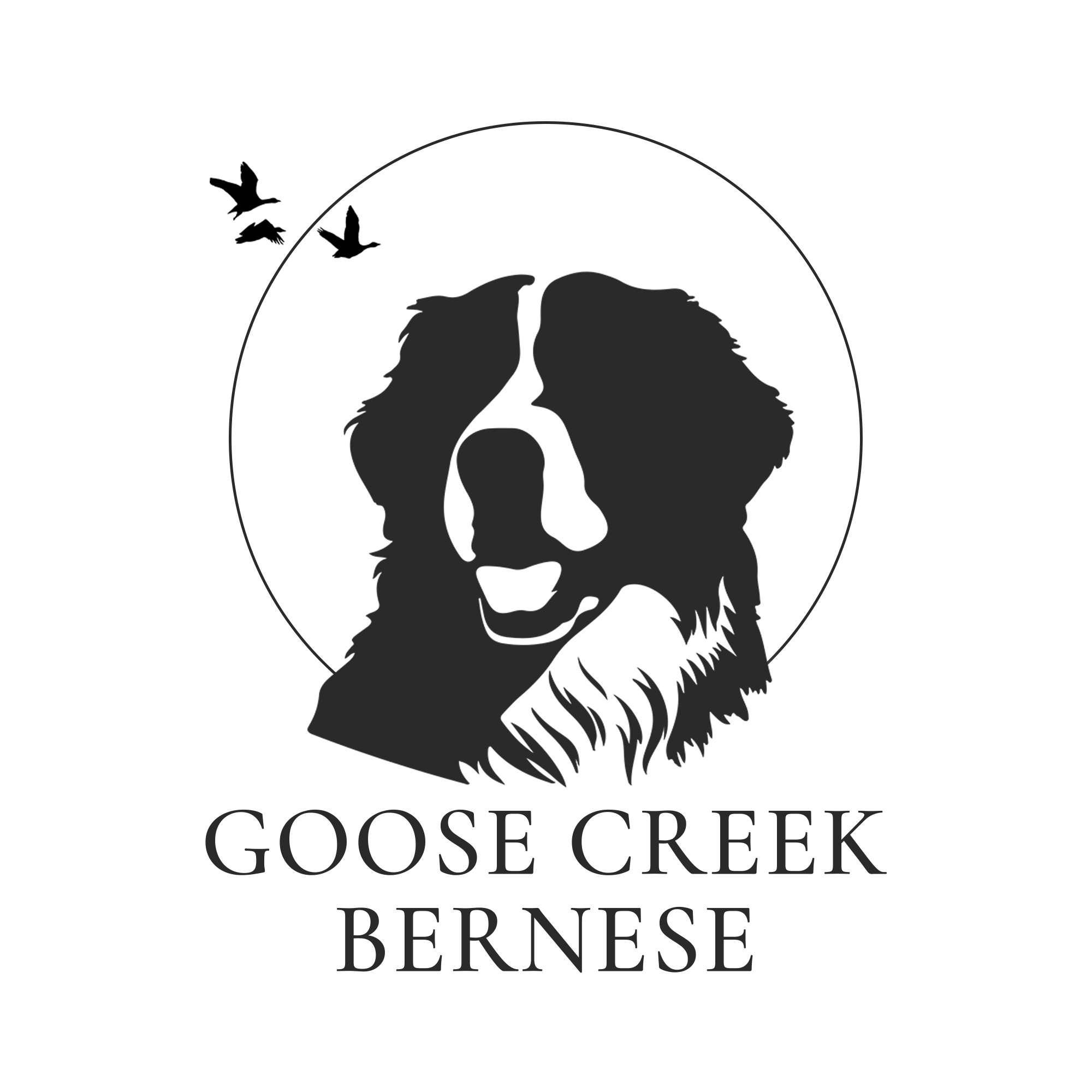 Goose Creek Bernese